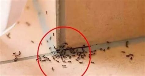 為什麼家裡突然出現很多螞蟻 屁股黑斑